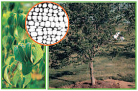 biostimulation, Landscaping, Horticulture
