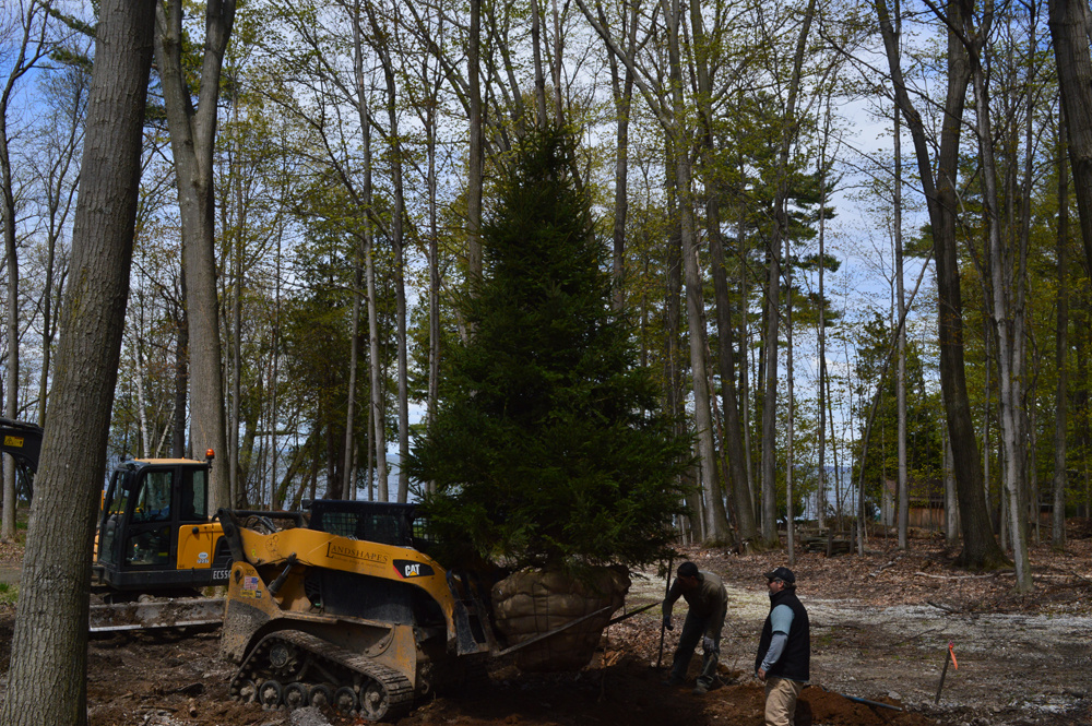 Large evergreen tree installation